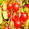 High in vitamin C, rose hips are an important food source for forest birds and mammals.