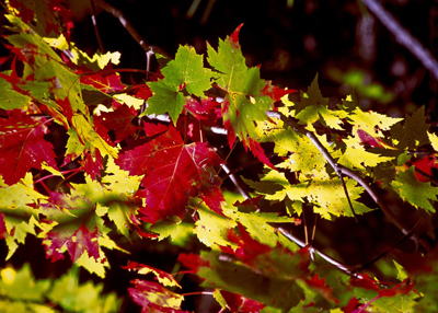 A picture of red, green, and gold maple leaves.