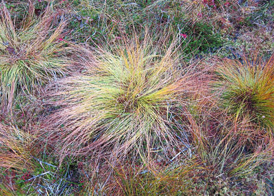 A clump of tufted bulrush (Trichophorum caespitosum) shows the progression of fall color change in a muskeg near Sitka.