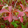 A picture of a Dwarf dogwood (Cornus suecica) and sphagnum moss turn scarlet in the fall colors in the muskeg near Petersburg, Alaska. Photo by Karen Dillman.