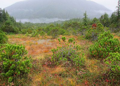 Shore pines (Pinus contorta subsp. contorta) add punctuations of green to this muskeg near Sitka, Alaska.