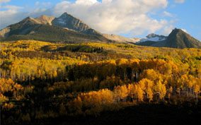 Aspen forest shifts from green to many shades of yellow and orange as fall arrives near McClure Pass