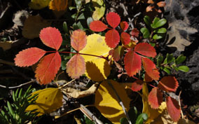 Wood’s rose (Rosa woodsii) adds a splash of red leaves under the yellow canopy within an aspen stand. 