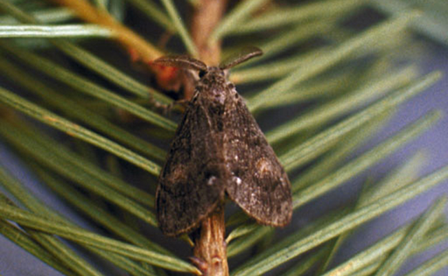 Douglas-fir tussock moth