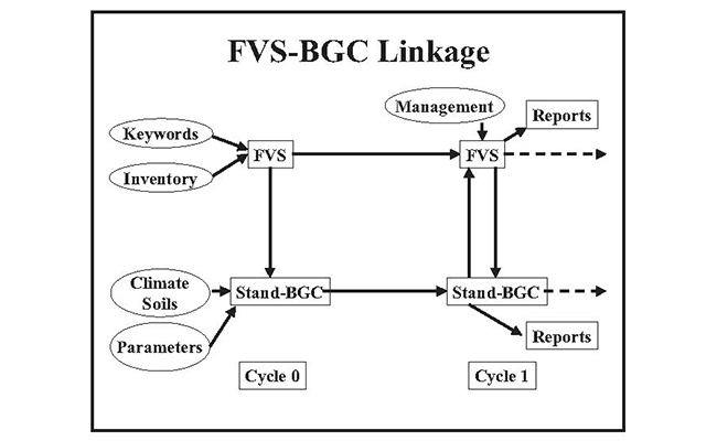fvs-bgc linkage diagram