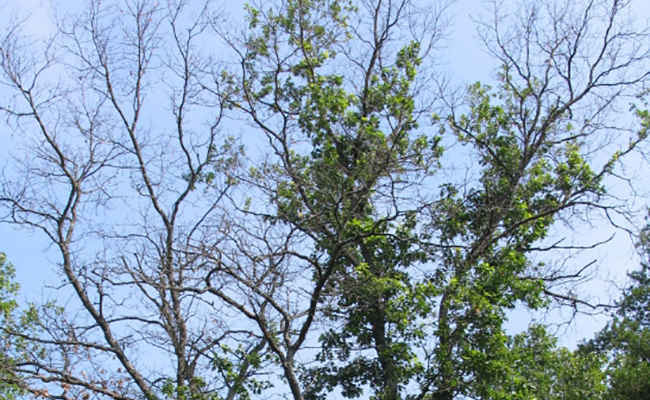 Branch dieback in oak trees