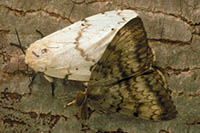 Spongy moth adults