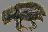 Spruce beetle