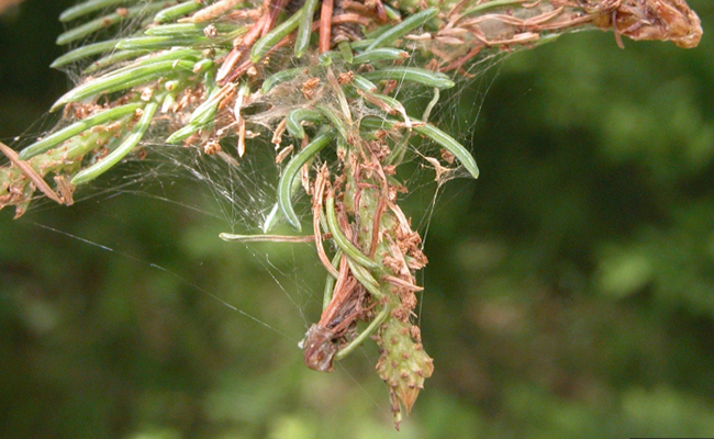 spruce budworm defoliation