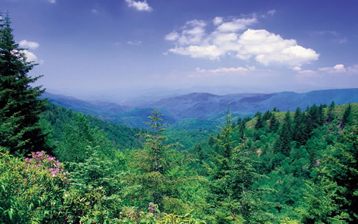  Mixed species Appalachian Mountains forest.