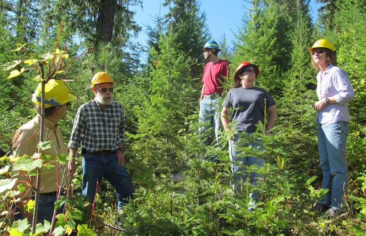People in hard hats standing in a young stand of conifers.