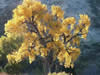 Picture of a plains cottonwood showing its fall foliage.