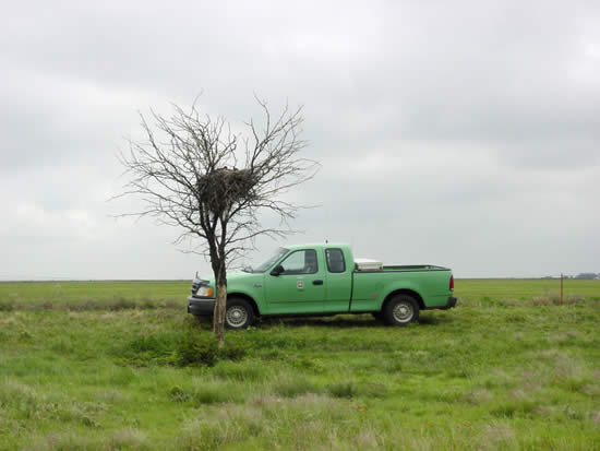 Picture of a Forest Service truck parked behind a lone tree with a hawk's nest.