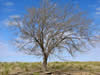 Picture of a leafless lone tree with remains of a fence scattered around its base.