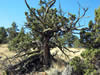 Picture of an old growth juniper tree.