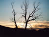 Picture of a leafless tree in silhouette against a setting sun on the horizon.