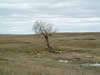 Picture of a leafless lone tree standing beside a small drainage.