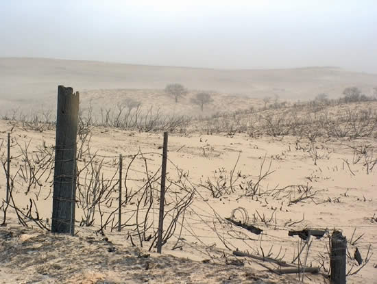 Picture of a burned fence in the foreground, burned grassland and scattered trees in the background.