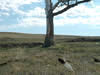 Picture of a lone dead tree in the background, an eagle feather lying on the ground in front of the tree.