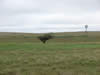 Picture of a lone hackberry tree in the foreground, a windmill in the background.