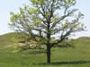 Picture of a lone bur oak.
