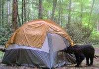 A black bear investigates a tent at a campground.