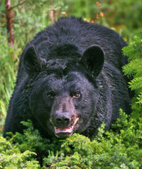 A black bear growls at the camera, displaying its teeth.