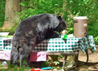 A black bear on its hind legs steals food off a picnic table.