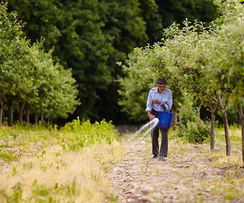 A man scattering fertilizer by hand in an olive grove.