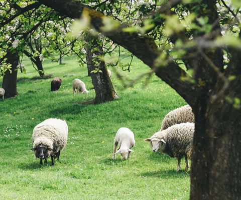 Sheep grazing under fruit trees.