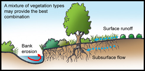 1.20 Vegetation for Removing Pollutants from Runoff