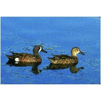 Thumbnail photo of the Blue-winged Teal