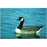 Thumbnail photo of the Canada Goose