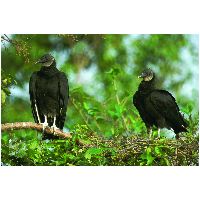 Thumbnail photo of the Black Vulture