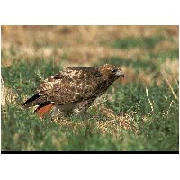 Thumbnail photo of the Red-tailed Hawk