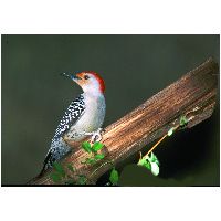 Thumbnail photo of the Red-bellied Woodpecker