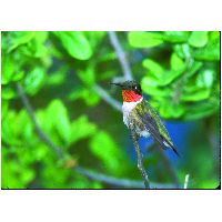 Thumbnail photo of the Ruby-throated Hummingbird