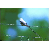 Thumbnail photo of the Scissor-tailed Flycatcher