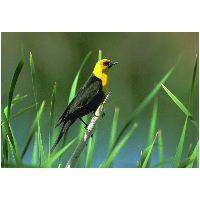 Thumbnail photo of the Yellow-headed Blackbird