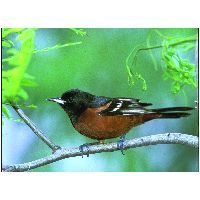 Thumbnail photo of the Orchard Oriole