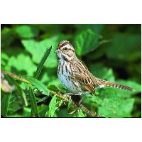 Thumbnail photo of the Song Sparrow