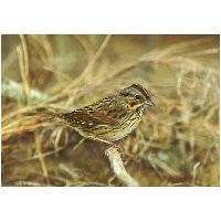Thumbnail photo of the Lincoln's Sparrow