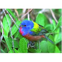 Thumbnail photo of the Painted Bunting