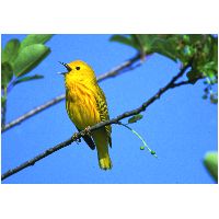 Thumbnail photo of the Yellow Warbler