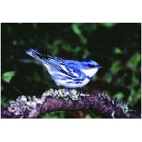 Thumbnail photo of the Cerulean Warbler