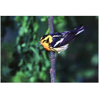 Thumbnail photo of the Blackburnian Warbler