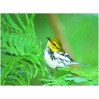 Thumbnail photo of the Black-throated Green Warbler