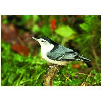 Thumbnail photo of the White-breasted Nuthatch