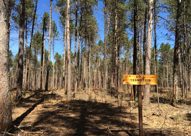 Silvicultural treatment soon after harvest in a red pine forest in Minnesota that is designed to transition this forest to future climate-adapted species.