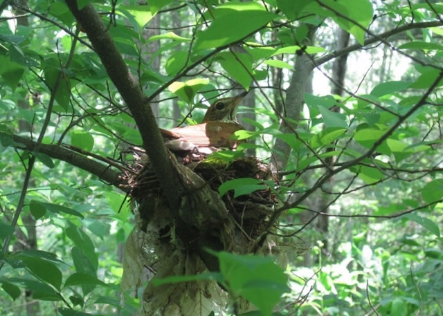 Wood thrush nests were monitored to gauge reproduction on managed forests.